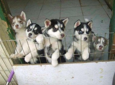 哈士奇会咬人吗？二哈是个好狗狗