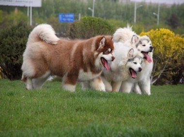 阿拉斯加犬怎么训练大小便?一步二步的来