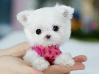 茶杯贵宾价格,盘点2018最新价格