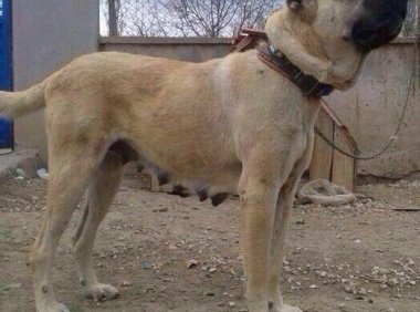 坎高犬和罗维纳哪个好?看是实用还是拉风