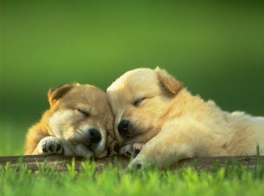 狗狗中暑怎么治疗?这些方法试一试