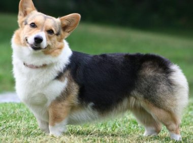 柯基犬多大成年,不光看身材