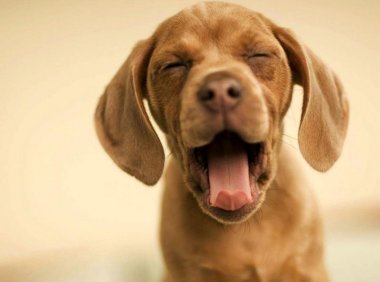 狗的眼睛能分辨哪些颜色？它的世界色彩不多