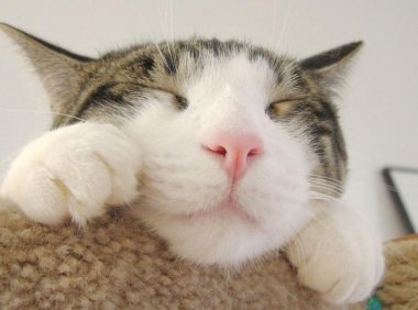 猫发情怎么办?这些方面要注意