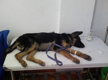 治疗细小要多少钱?看清楚了别花冤枉钱