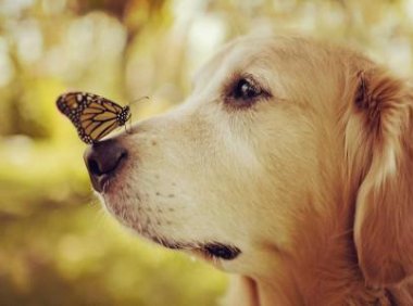 狗吃了老鼠药怎么解毒,这些步骤要快速处理