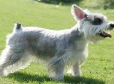 雪纳瑞为什么要断尾?不单单为了美观