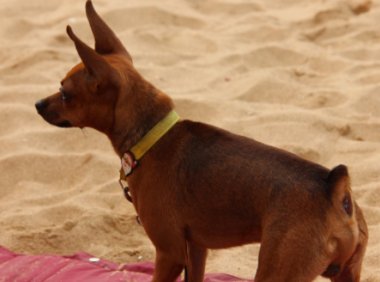 如何训练小鹿犬?小鹿犬训练要点