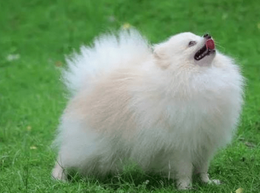 博美犬有几种颜色,你确定都了解?