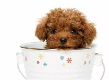 茶杯犬寿命，真相竟如此“悲惨”