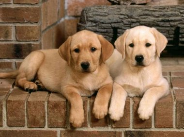 拉不拉多犬训练其实很简单