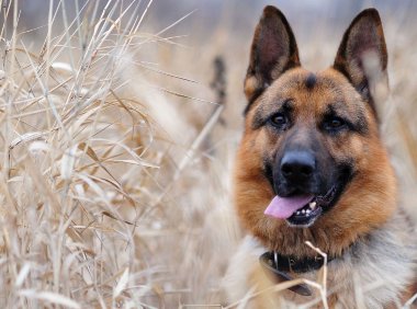 德国牧羊犬特征，教你选购优秀德牧