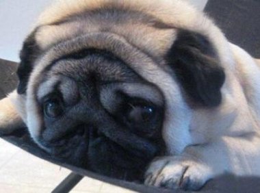 巴哥犬吃什么狗粮好?符合它自身的饮食习惯就好