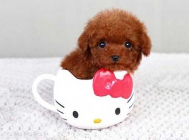 茶杯贵宾犬好养吗?需要很多的心思