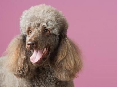 贵宾犬可以吃什么水果,这些都可适量的吃点