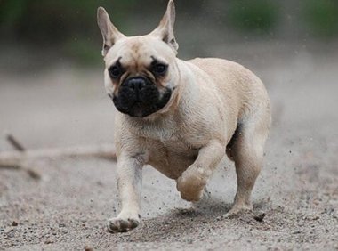 英国斗牛犬认主人吗，外表不代表性格