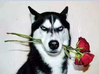 狗狗吐白沫黏液怎么办?找到原因速度解决