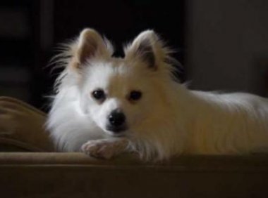 白色博美犬多少钱一只？给你一个参考线索