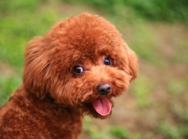 泰迪吃什么好？这样选食物绝无差错