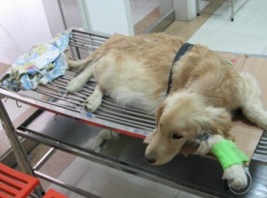 狗腹水能自愈吗?这个病还真自愈不了