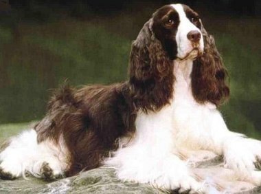 史宾格犬缺点有哪些，是你喜欢的史宾格吗