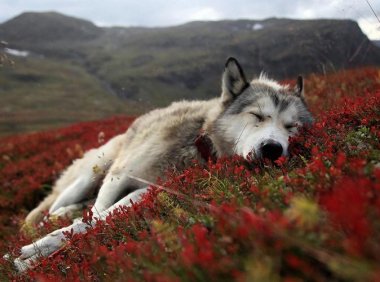 阿拉斯加怎样训练?讲究一个循序渐进