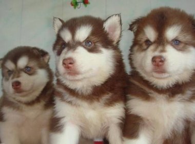 阿拉斯加幼犬一天喂几次?千万别喂错啦