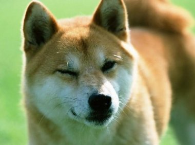 豆柴犬和柴犬那个贵一些,来看看豆柴贵的原因