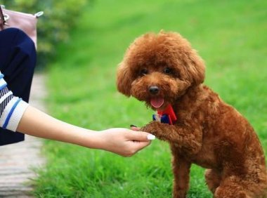 贵宾犬毛很少怎么回事,有很多种原因会引发