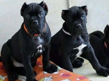 养卡斯罗犬要注意什么?吃喝住行都要注意