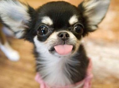 吉娃娃吃什么狗粮好 切记这几点至关重要