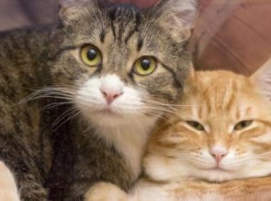 猫咪绝育注意事项,这些方面要顾及到