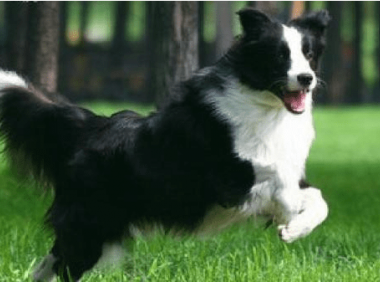 边境牧羊犬训练教程~手把手教会你