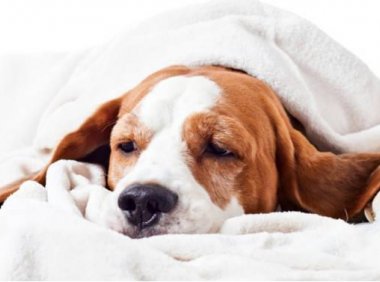 宠物狗死了怎么处理?随悲伤但要处理得当