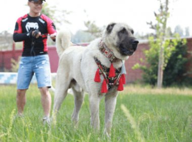 坎高犬和高加索谁大？按照标准体型来比比看