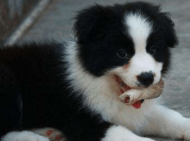 边境牧羊犬不能吃的东西,这些食物坚决禁止