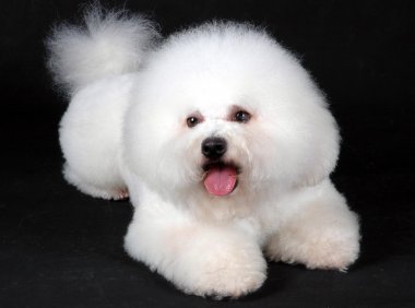 比熊犬能长多大?这样养才是正确的方法