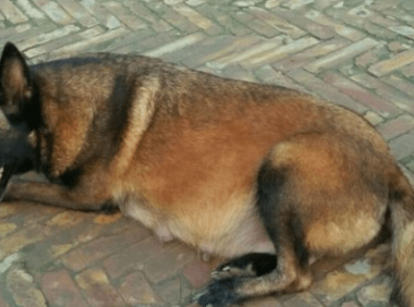 马犬下崽前的症状!气喘呼呼又是怎么一回事