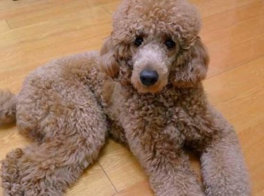 巨型贵宾犬会咬人吗?关键在于这几点