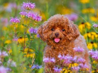 贵宾犬可以上飞机吗?答案看这里