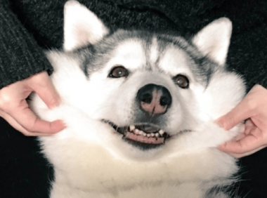 哈士奇为什么这么蠢？其实我们误会它了