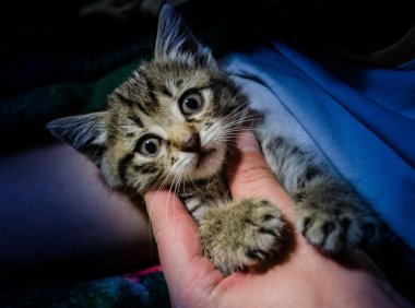 猫到新环境怎么安抚?根据情况可以这样来