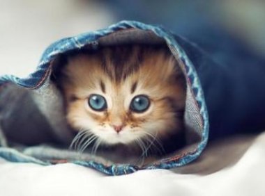 被猫抓伤出血要打针吗？视情况而定，不可大意