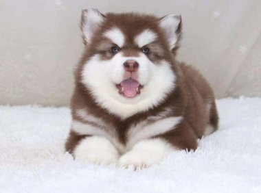 阿拉斯加纯种幼犬价格,不偏心客观的来对比下