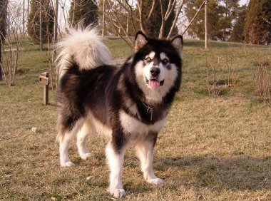 阿拉斯加幼犬吃什么狗粮?适合它的有这些