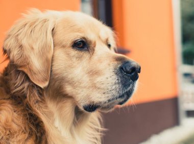 金毛犬一天吃多少狗粮？喂养有哪些禁忌