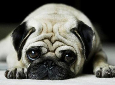 沙皮狗的性格，高傲冷漠是常有的事