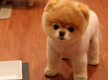 狗肛门腺发炎能自愈吗?一般的情况是这样的