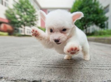 比熊犬喜欢什么玩具？这些玩具屡试不爽