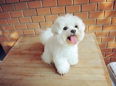 萨摩耶一天吃多少狗粮,狗狗喂养需注意